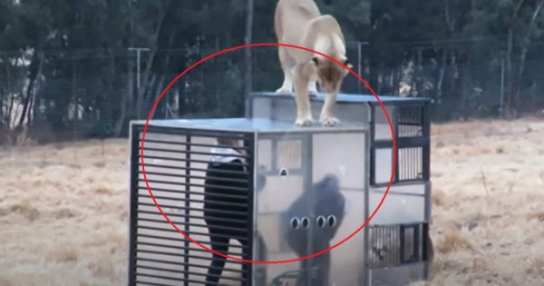 El zoo que encierra a los visitantes en una jaula y los leones caminan alrededor