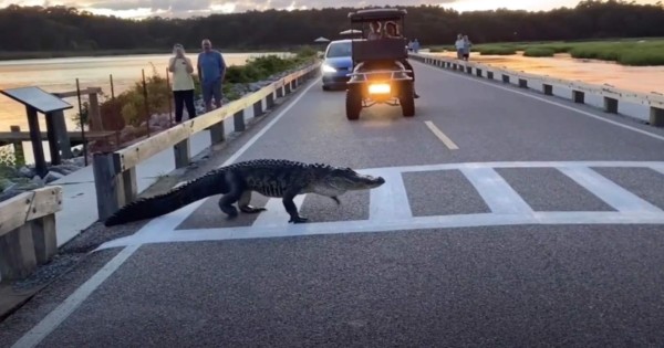 Video viral: Enorme caimán cruza por un paso peatonal pero se toma una siesta