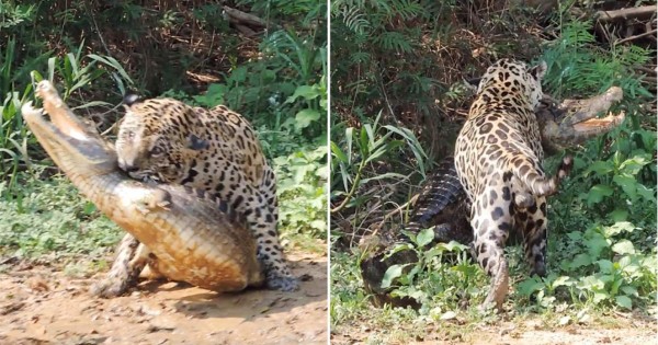 Video viral: Caimán despistado se convierte en presa fácil de feroz jaguar