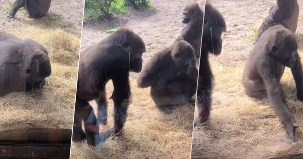 TikTok viral: gorilas descubren que hay una serpiente dentro su jaula