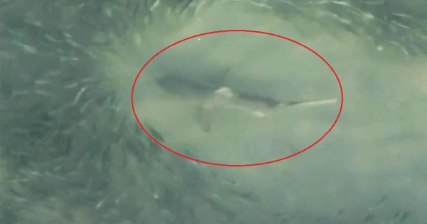 Video: Miami Beach registra su primer ataque de tiburón del año