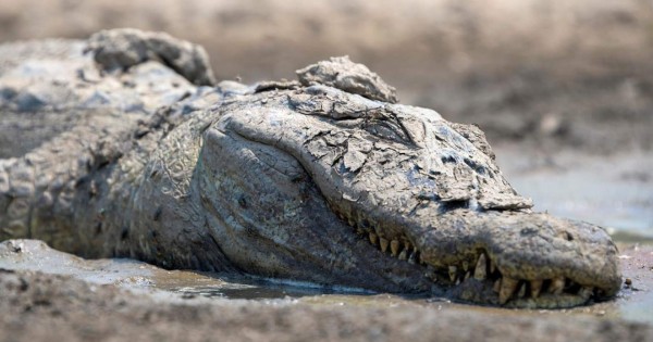 Un hombre de Florida herido de gravedad tras ser atacado por un caimán