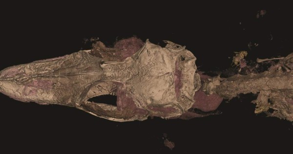 El dinosaurio aviano más pequeño del mundo era, en realidad, un lagarto