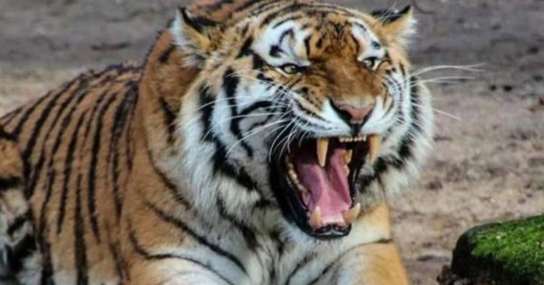 Un tigre mató a ocho personas en India y ahora lo persiguen