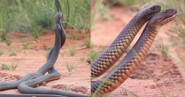 Video viral: Dos enormes serpientes protagonizan brutal pelea