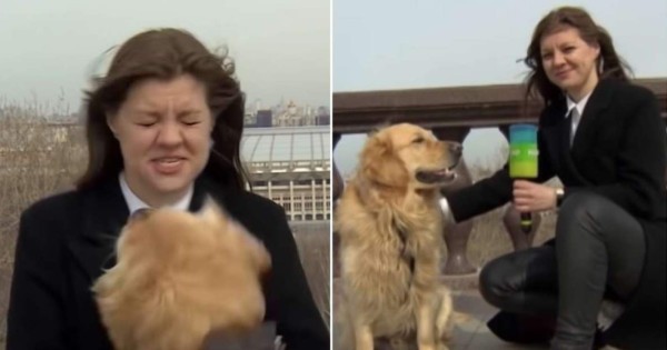 Video viral: Perro roba el micrófono a una reportera durante transmisión en vivo