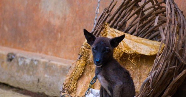 Reino Unido dispuesto a evacuar a perros y gatos de Kabul
