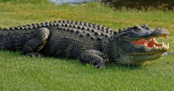 Hallan en Florida cadáver de mujer que pudo ser atacada por un caimán