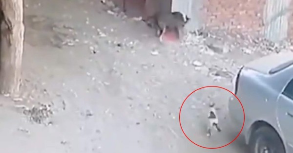 Video viral: gato salva a niño del feroz ataque de un perro