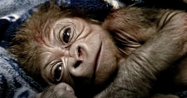 Video viral: graban nacimiento de un adorable gorila en peligro de extinción