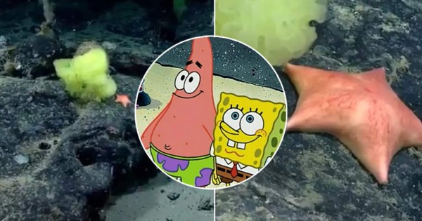 Video viral: hallan la versión real de Bob Esponja y Patricio Estrella