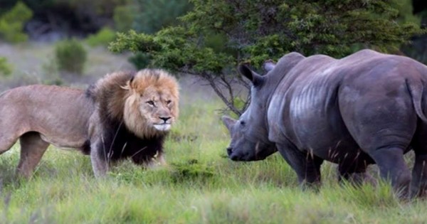 Video viral: Rinocerontes negros se enfrentan a manada de leones y elefantes