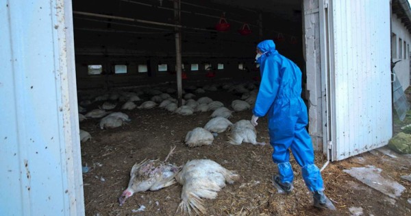 Rusia reporta transmisión de cepa H5N8 de gripe aviar al ser humano