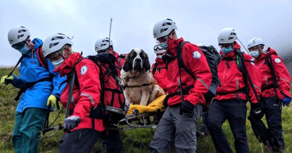 Perra san Bernardo tuvo que ser rescatada en montaña en Inglaterra