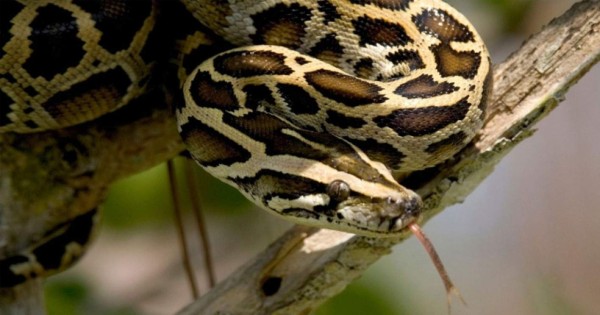 Video viral: golpean con palos a una pitón para salvar a un gato callejero