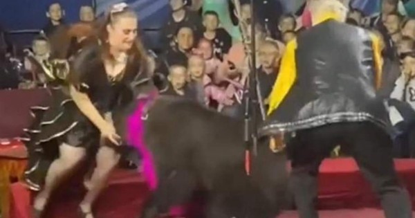 Video viral: Impactante momento en que un oso de circo atacó a su domadora