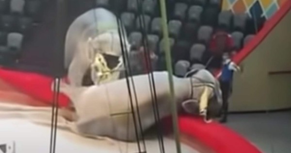 Video impactante: Dos elefantes se pelean en plena función con circo repleto de gente