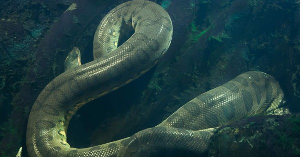 Video viral: buzo se encuentra con una anaconda gigante en el Amazonas