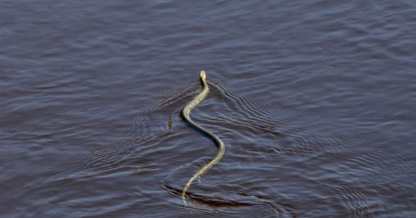 Video viral: peligrosa serpiente nadaba cerca de niños en una playa