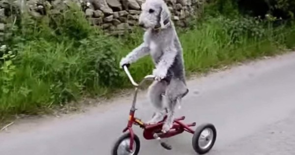 Perro que maneja automóvil y bicicleta es furor en Internet