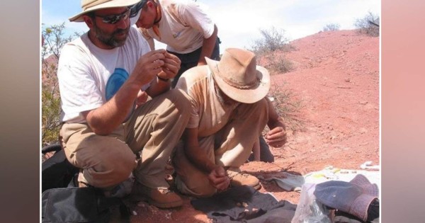 Hallada una nueva especie de dinosaurio carnívoro en Argentina
