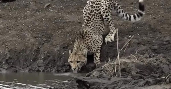Viral: Guepardo intenta tomar agua y cae en la boca de un cocodrilo