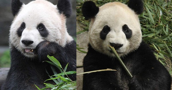 Dos pandas se están quedando sin bambú para comer en Canadá
