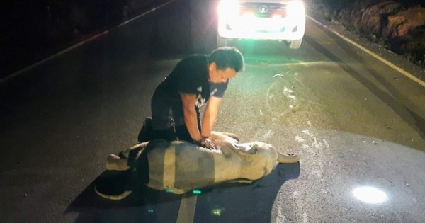 La realizan RCP a un bebé elefante que fue atropellado por motociclista y el final impacta