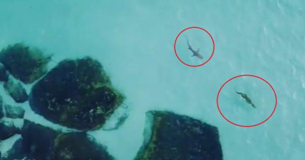 Viral en Instagram: Impactante enfrentamiento entre un enorme tiburón y un cocodrilo
