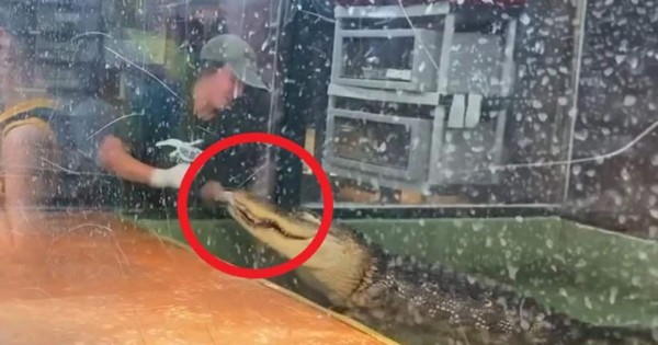 Video viral: cocodrilo ataca a su cuidadora durante una fiesta infantil
