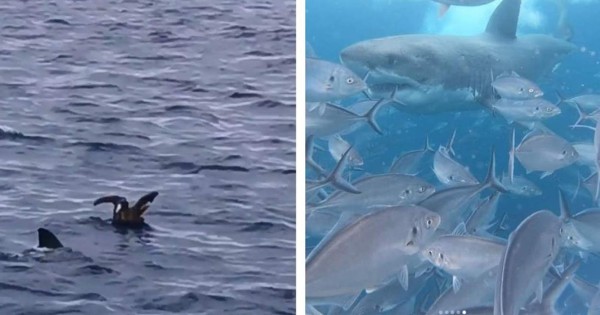 Video viral: momento en que un tiburón blanco devora un ave desprevenida