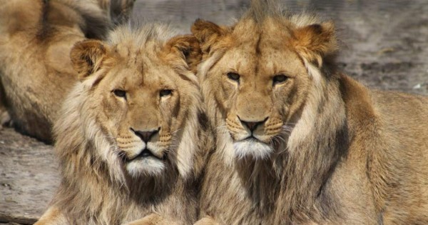 Leones matan a tres niños cerca de reserva natural en Tanzania