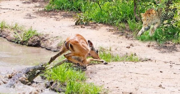 Video viral: impala escapa de las fauces de un cocodrilo; leopardo se lo devora a los segundos
