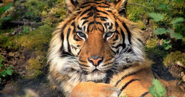 Dos tigres de Sumatra infectados con covid-19 en un zoológico de Indonesia