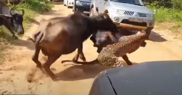 Video viral: manada de búfalos ataca a leopardo para salvar a cría