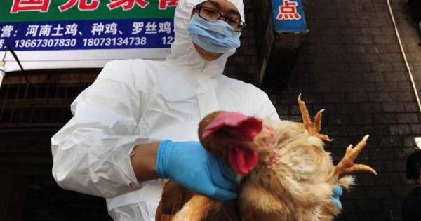 ¿Qué se sabe del primer caso en humanos de gripe aviar H10N3?