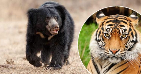 Video viral: Un oso bezudo persigue a un tigre de mayor tamaño