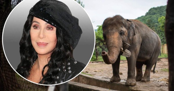 Cher llega a Pakistán para liberar al elefante Kaavan