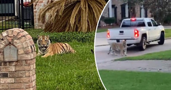 Viral: Terror en Texas por tigre de Bengala que ronda un vecindario