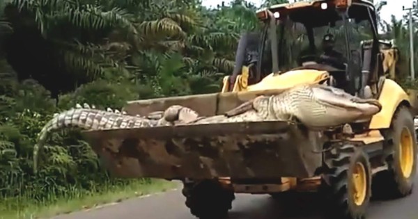 Video viral: capturan a enorme cocodrilo 'endemoniado' y lo decapitan