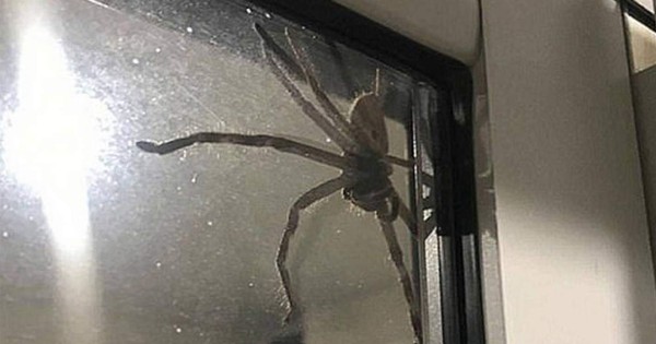 Video viral: una araña gigante causa terror en el metro de CDMX