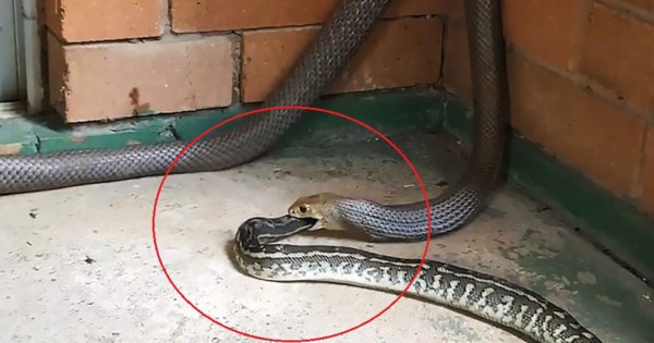 Impactante video viral: serpiente venenosa devora una enorme pitón