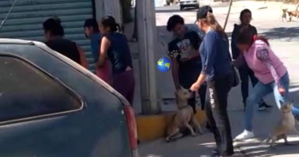 Video tendencia: mujeres matan a palazos a pitbull luego de que mordiera a su mascota