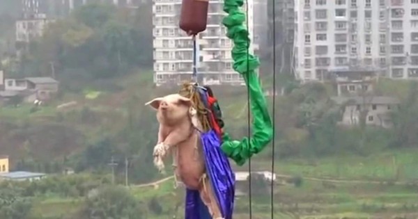 Video viral: lanzan cerdo amarrado desde una torre de 68 metros de altura para un video promocional