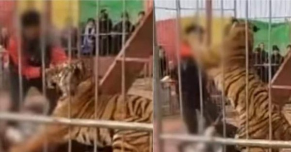Video viral: tigre ataca a domador que lo maltrataba