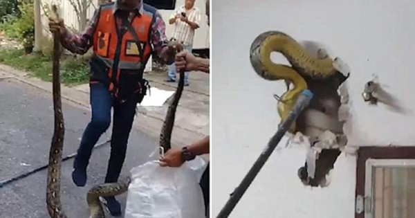 Viral YouTube: Oyen extraños sonidos y descubren enorme pitón dentro de las paredes de su casa