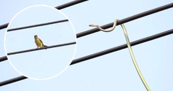 Video viral: Una serpiente es vista cazando aves en un cable eléctrico