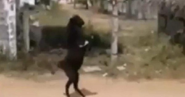 Video viral: cabra 'endiablada' camina en dos patas y causa temor en pueblo