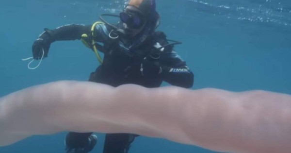 Video viral: 'Extraño gusano' sorprende a dos submarinistas en Nueva Zelanda