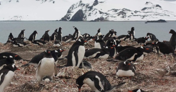 Hallan microplásticos en la dieta de los pingüinos de la Antártida